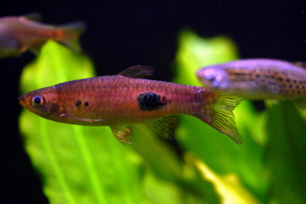 Clown Rasbora (Rasbora kalochroma) |commons:File:Rasbora kalochroma.jpg