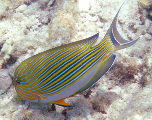 Clown Tang (Acanthurus lineatus) |commons:File:Acanthurus lineatus.jpg