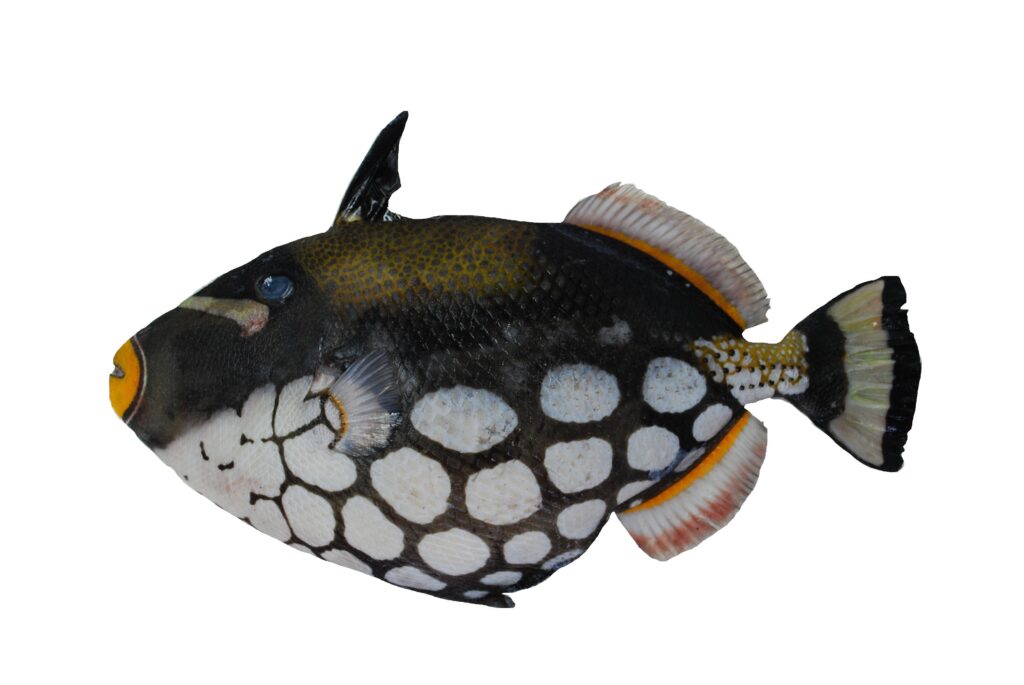 Clown Trigger Balistoides conspicillum