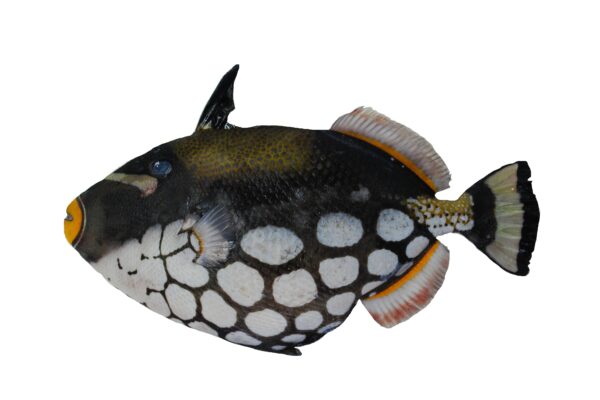 Clown Trigger Balistoides conspicillum