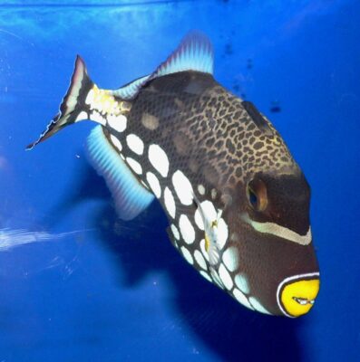 Clown Triggerfish (Balistoides conspicillum) |commons:File:Balistoides conspicillum 2.jpg