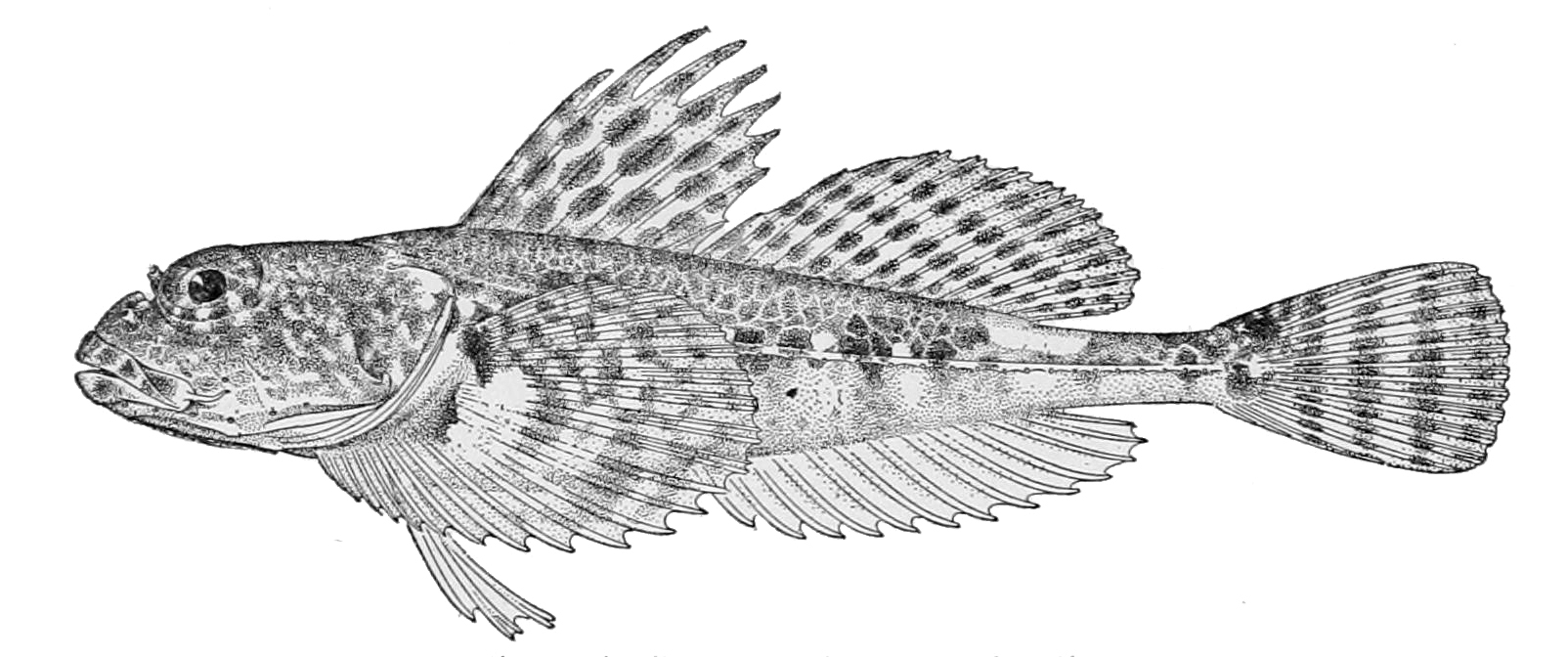 Clownfin Sculpin (Artediellus camchaticus) |commons:File:Artediellus camchaticus.jpg