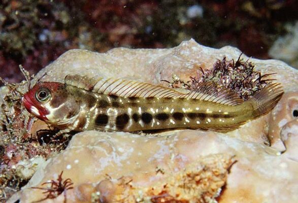 Clubhead Barnacle Blenny (Acanthemblemaria balanorum) |commons:File:Acanthemblemaria balanorum.jpg