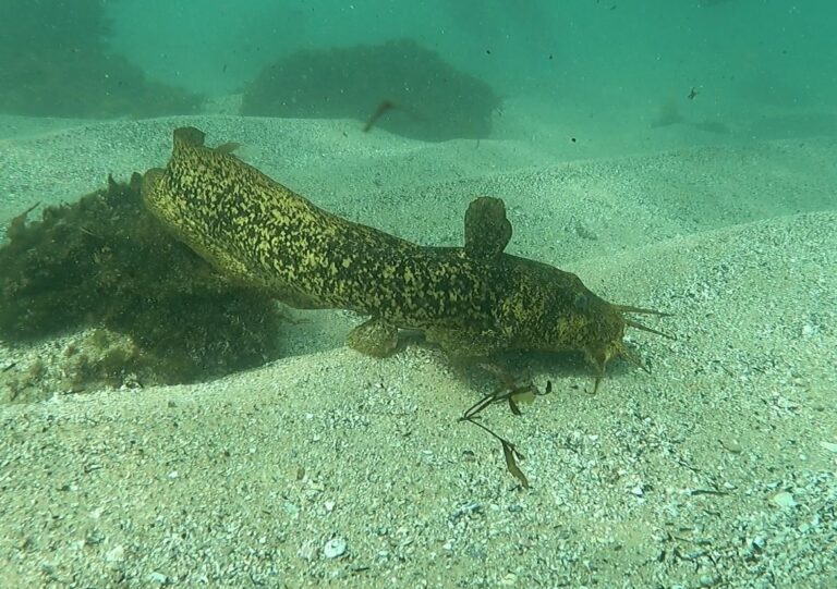 Cnidoglanis macrocephalus (Cnidoglanis macrocephalus) |commons:File:Cnidoglanis macrocephalus 379664319.jpg