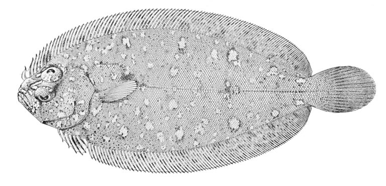 Coarctate Flounder (Parabothus coarctatus) |commons:File:Parabothus coarctatus.jpg