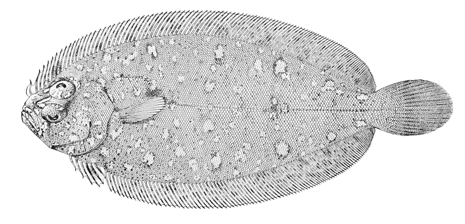 Coarctate Flounder (Parabothus coarctatus) |commons:File:Parabothus coarctatus.jpg