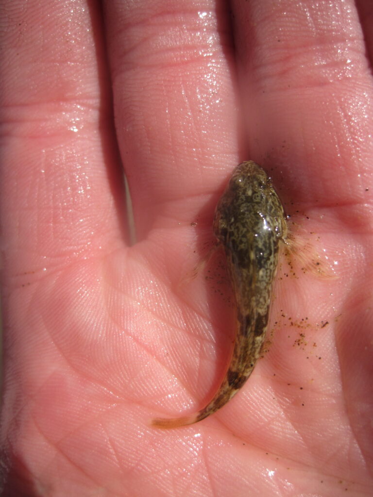 Coastrange Sculpin (Cottus aleuticus) |commons:File:Cottus aleuticus.jpg