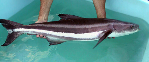 Cobia (Rachycentron canadum) |commons:File:Rachycentron canadum.jpg