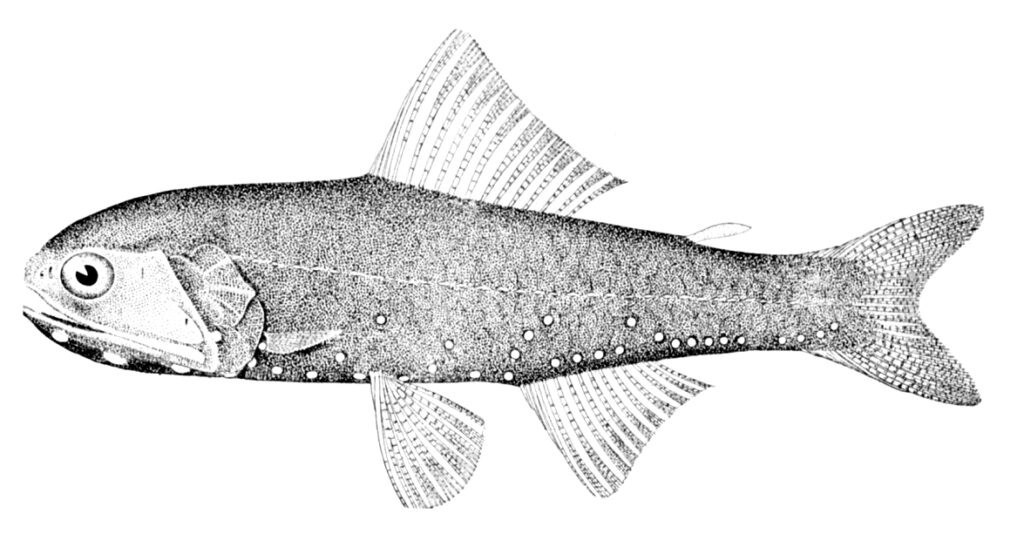 Cocco's Lantern Fish (Lobianchia gemellarii) |commons:File:Lobianchia gemellarii.jpg