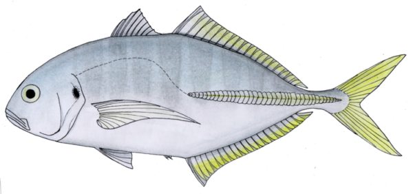 Cocinero (Caranx vinctus) |commons:File:Cocinero-Caranx vinctus.png