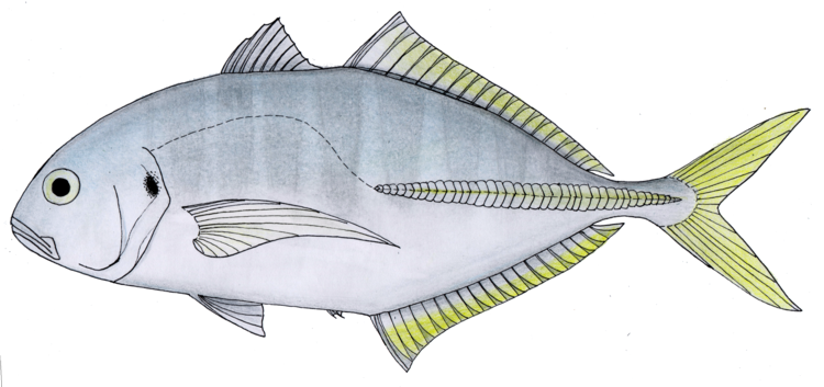 Cocinero (Caranx vinctus) |commons:File:Cocinero-Caranx vinctus.png