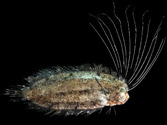 Cockatoo Righteye Flounder (Samaris cristatus) |commons:File:Samaris cristatus.jpg
