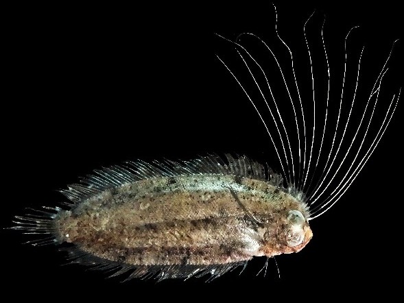 Cockatoo Righteye Flounder (Samaris cristatus) |commons:File:Samaris cristatus.jpg