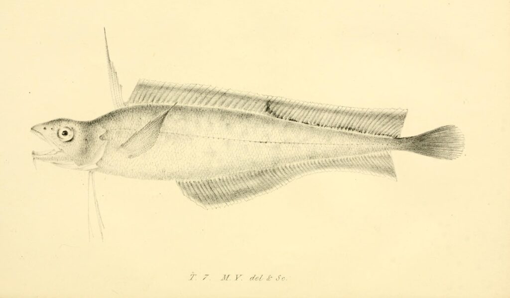 Codling (Laemonema yarrellii) |commons:File:Laemonema yarrellii.jpg