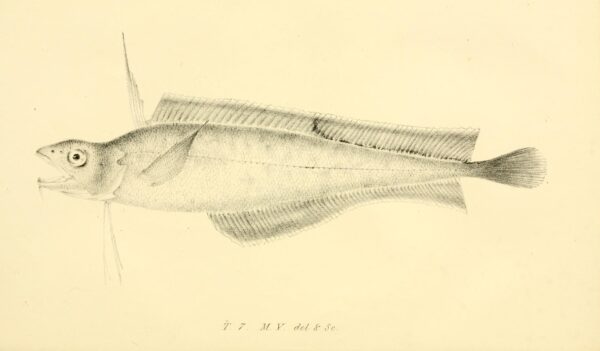 Codling (Laemonema yarrellii) |commons:File:Laemonema yarrellii.jpg