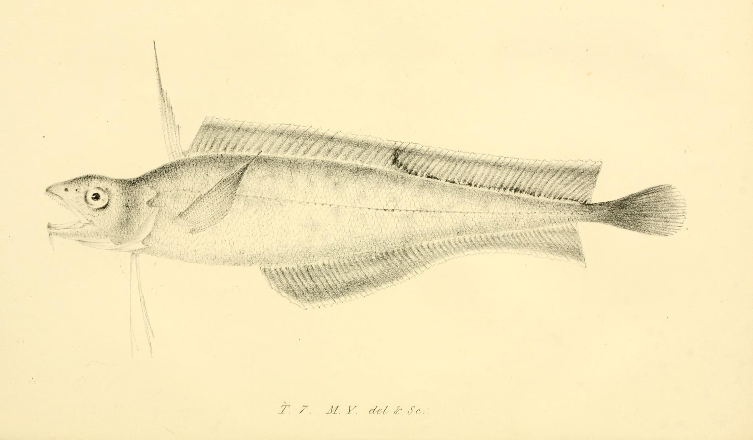 Codling (Laemonema yarrellii) |commons:File:Laemonema yarrellii.jpg