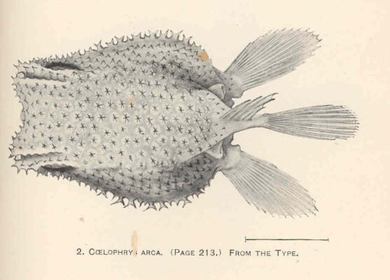 Coelophrys arca (Coelophrys arca) |commons:File:FMIB 41254 Coelophrys arca From the type.jpeg