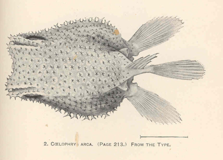 Coelophrys arca (Coelophrys arca) |commons:File:FMIB 41254 Coelophrys arca From the type.jpeg