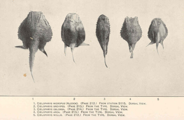 Coelophrys micropus (Coelophrys micropus) |commons:File:FMIB 47877 Coelophrys micropus From station 5115 Dorsal view (1); Coelophrys brevipes From the type Dorsal view (2); Coelophrys oblonga.jpeg