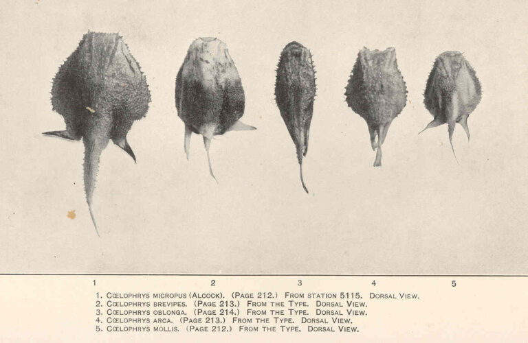 Coelophrys micropus (Coelophrys micropus) |commons:File:FMIB 47877 Coelophrys micropus From station 5115 Dorsal view (1); Coelophrys brevipes From the type Dorsal view (2); Coelophrys oblonga.jpeg