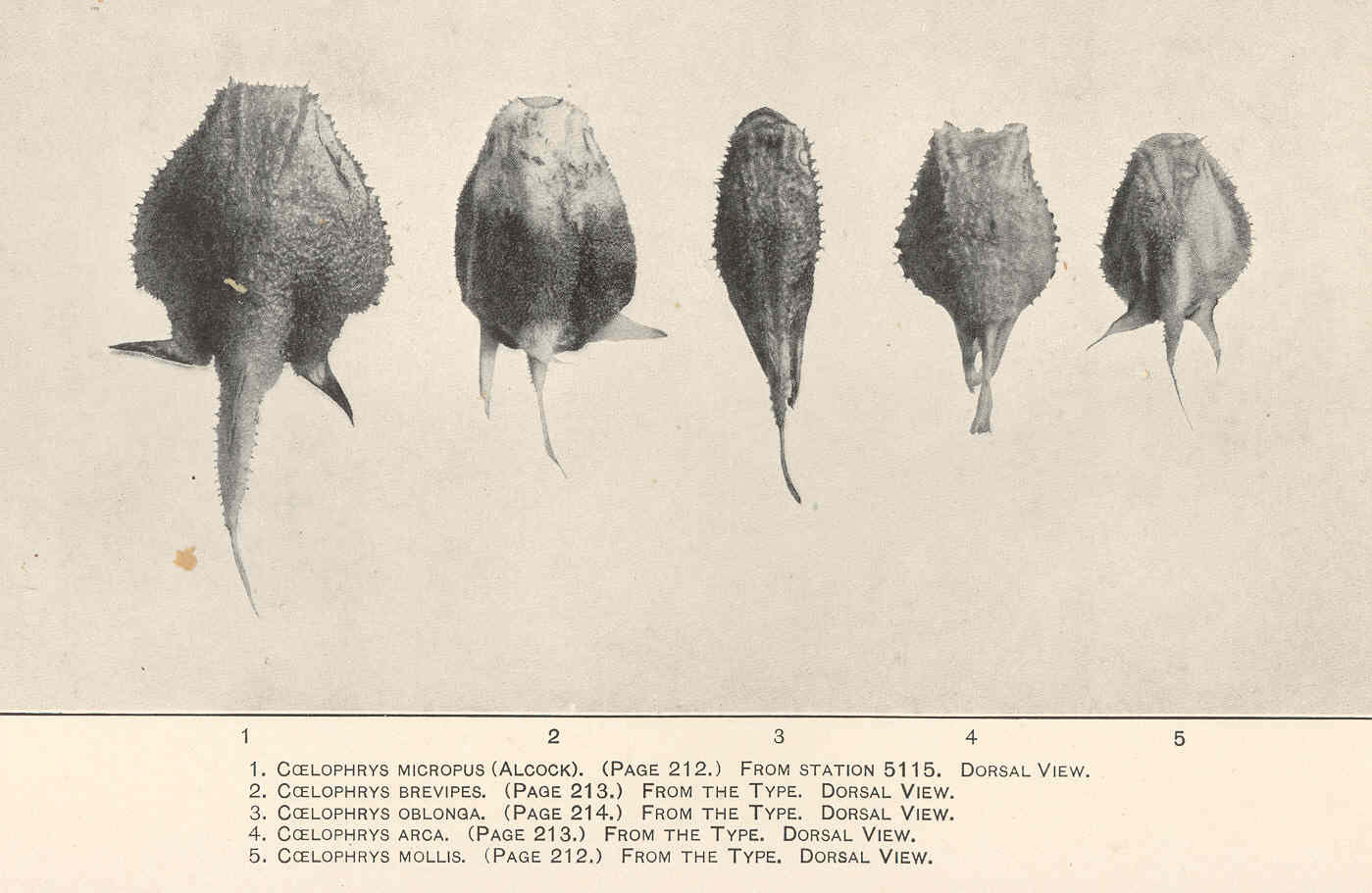 Coelophrys micropus (Coelophrys micropus) |commons:File:FMIB 47877 Coelophrys micropus From station 5115 Dorsal view (1); Coelophrys brevipes From the type Dorsal view (2); Coelophrys oblonga.jpeg