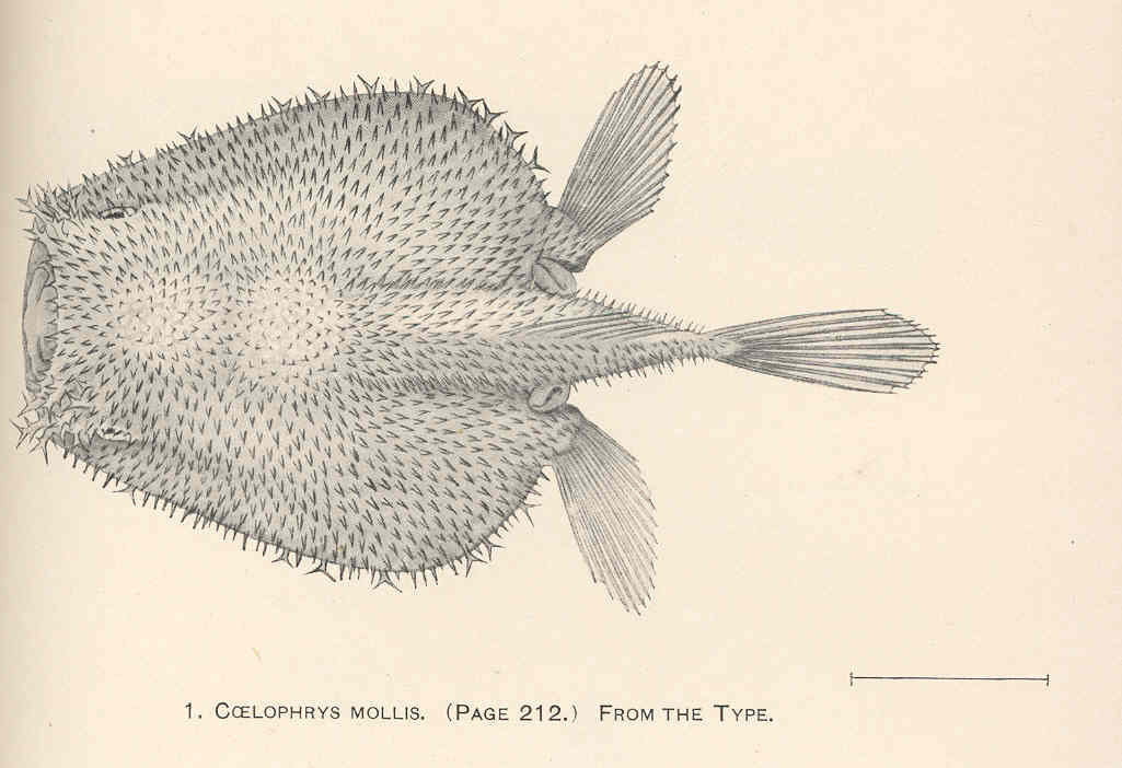 Coelophrys mollis (Coelophrys mollis) |commons:File:FMIB 41253 Coelophrys mollis From the type.jpeg