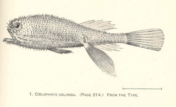 Coelophrys oblonga (Coelophrys oblonga) |commons:File:FMIB 41255 Coelophrys oblonga From the type.jpeg