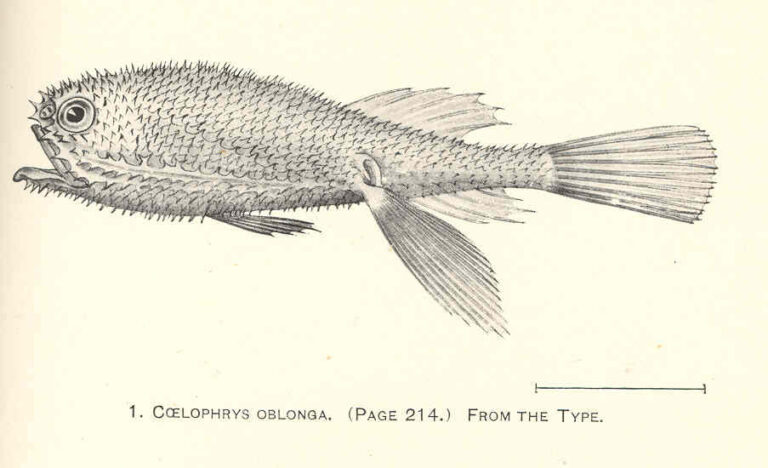Coelophrys oblonga (Coelophrys oblonga) |commons:File:FMIB 41255 Coelophrys oblonga From the type.jpeg