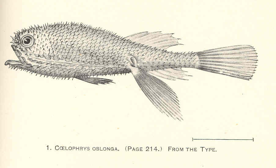 Coelophrys oblonga (Coelophrys oblonga) |commons:File:FMIB 41255 Coelophrys oblonga From the type.jpeg