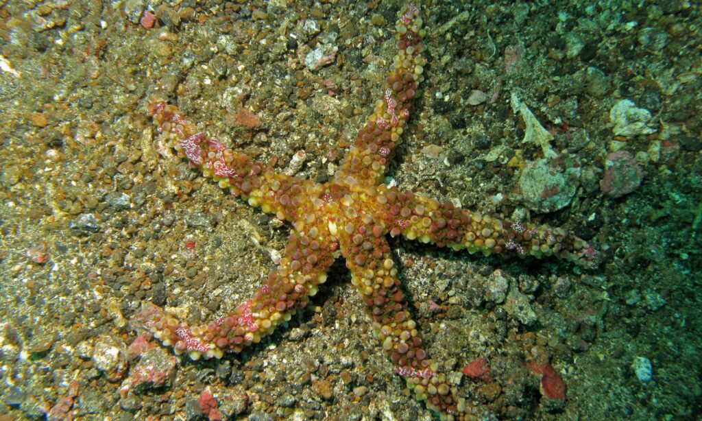 Coeloplana astericola Coeloplana astericola