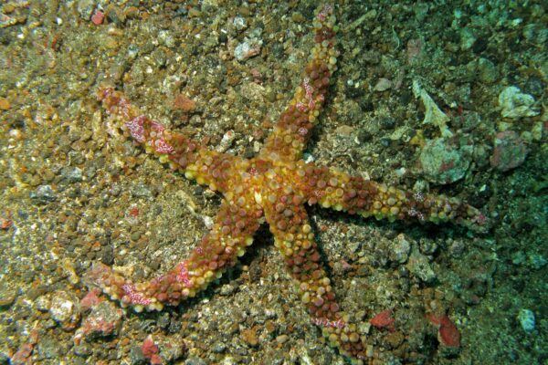 Coeloplana astericola Coeloplana astericola