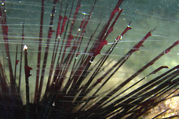 Coeloplana bannwarthii Coeloplana bannwarthii