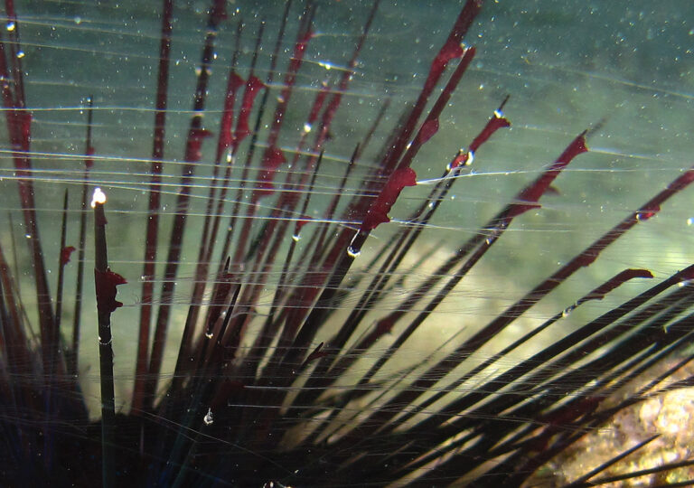 Coeloplana bannwarthii Coeloplana bannwarthii