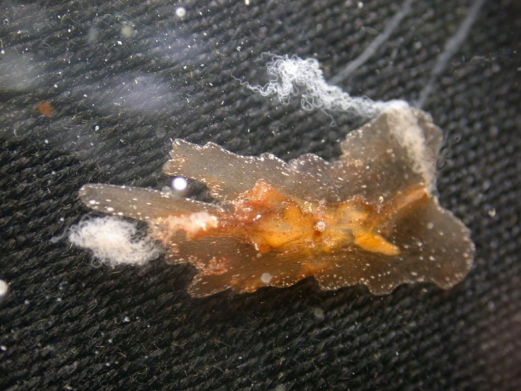 Coeloplana willeyi Coeloplana willeyi