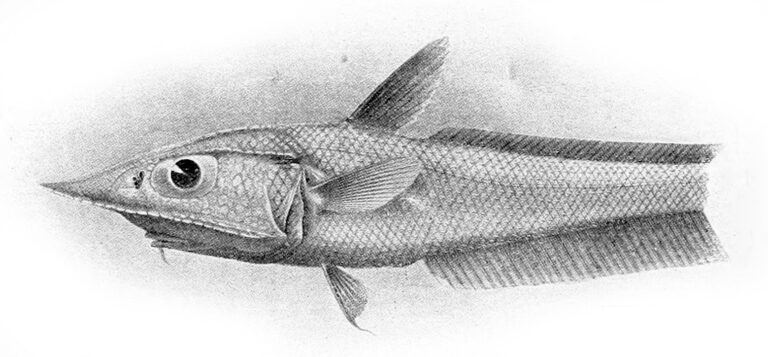 Coelorinchus aratrum (Coelorinchus aratrum) |commons:File:Coelorinchus aratrum.jpg