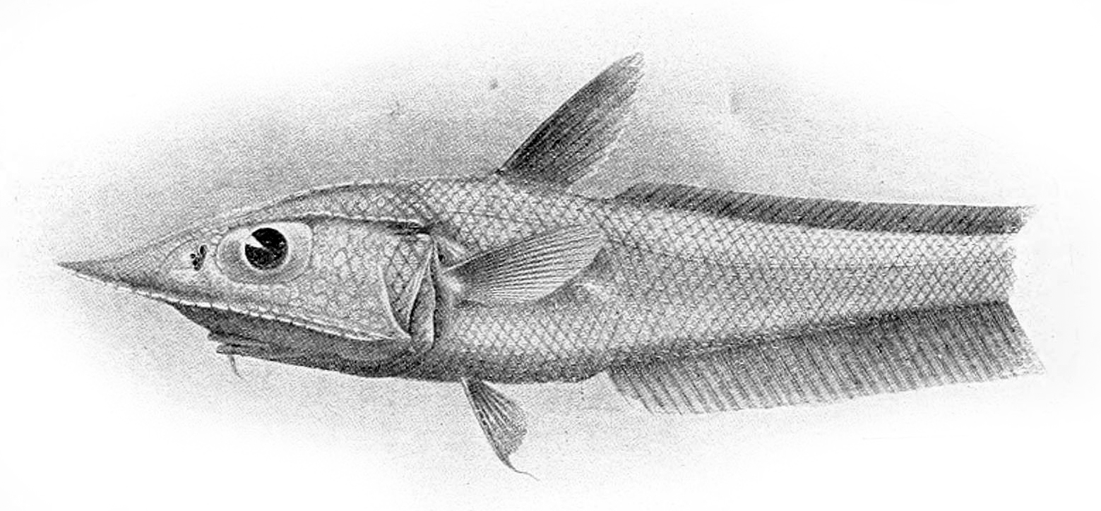 Coelorinchus aratrum (Coelorinchus aratrum) |commons:File:Coelorinchus aratrum.jpg