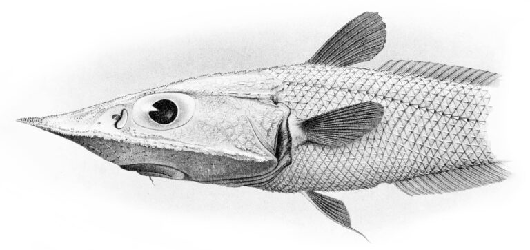 Coelorinchus doryssus (Coelorinchus doryssus) |commons:File:Coelorinchus doryssus.jpg