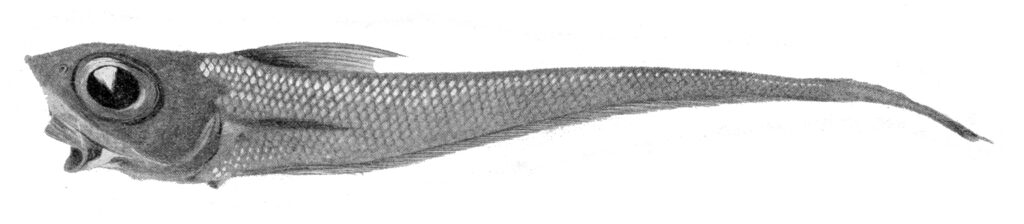 Coelorinchus fasciatus (Coelorinchus fasciatus) |commons:File:Coelorinchus fasciatus.jpg