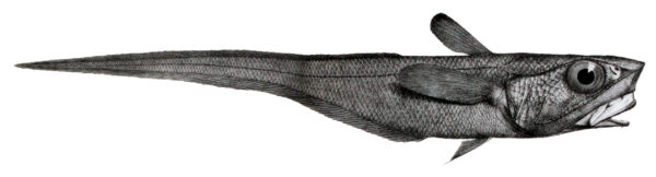 Coelorinchus macrolepis (Coelorinchus macrolepis) |commons:File:Coelorinchus macrochir.jpg