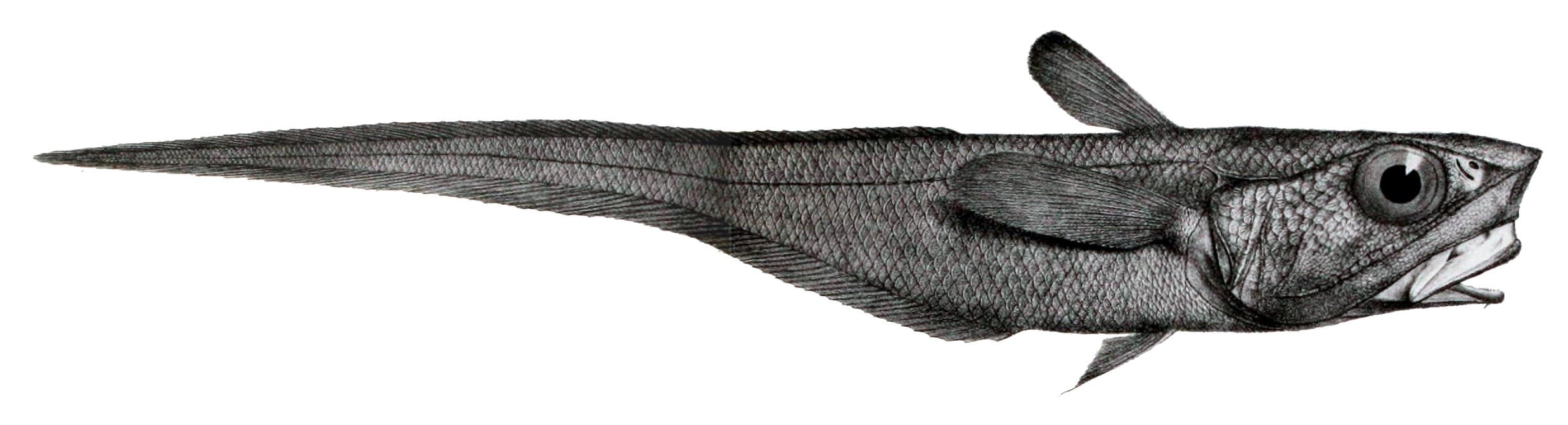Coelorinchus macrolepis (Coelorinchus macrolepis) |commons:File:Coelorinchus macrochir.jpg
