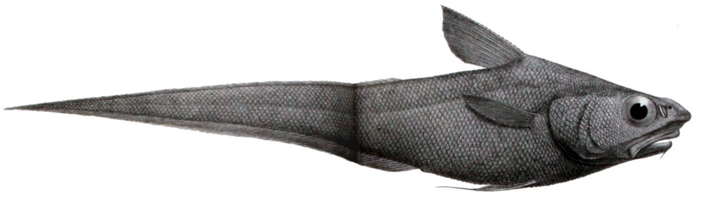 Coelorinchus occa (Coelorinchus occa) |commons:File:Coelorinchus occa.jpg