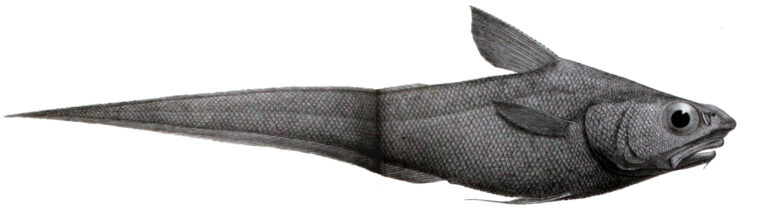 Coelorinchus occa (Coelorinchus occa) |commons:File:Coelorinchus occa.jpg