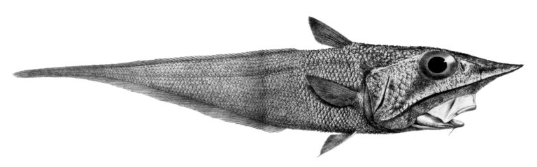 Coelorinchus parallelus (Coelorinchus parallelus) |commons:File:Coelorinchus parallelus.jpg