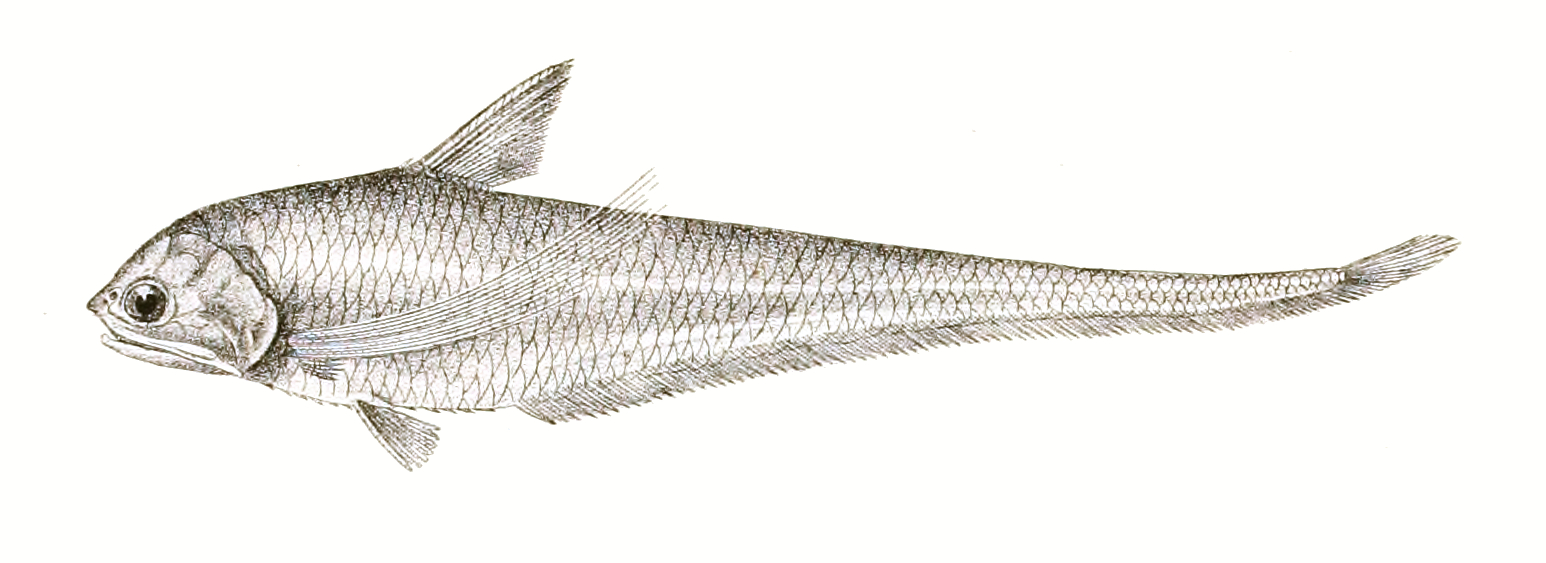 Coilia borneensis (Coilia borneensis) |commons:File:Coilia borneensis Achilles 159.jpg