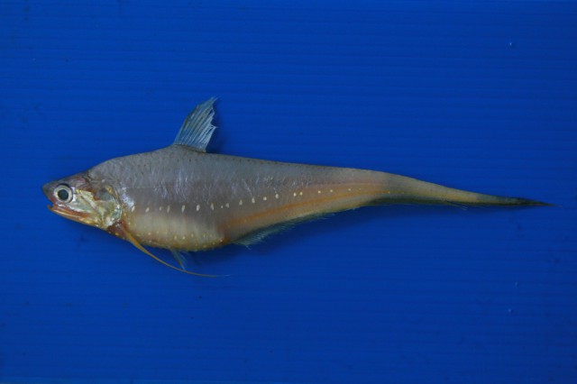 Coilia dussumieri (Coilia dussumieri) |commons:File:Coilia dussumieri.jpg