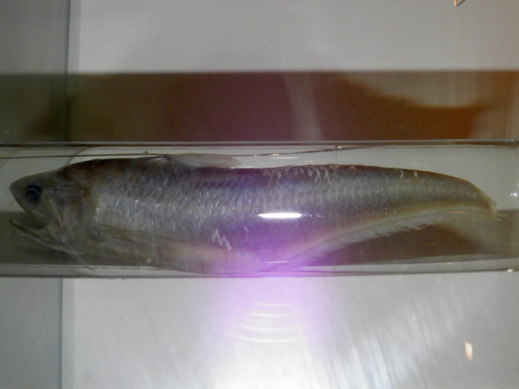 Coilia grayii (Coilia grayii) |commons:File:Coilia grayii.jpg