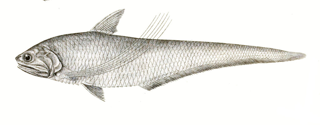 Coilia ramcarati (Coilia ramcarati) |commons:File:Coilia ramcarati Achilles 159.jpg