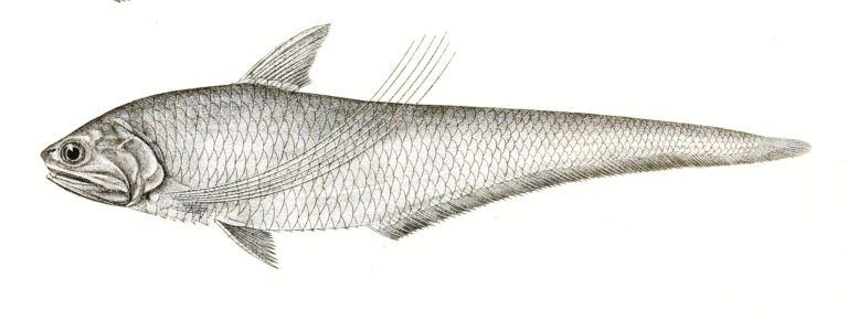 Coilia ramcarati (Coilia ramcarati) |commons:File:Coilia ramcarati Achilles 159.jpg