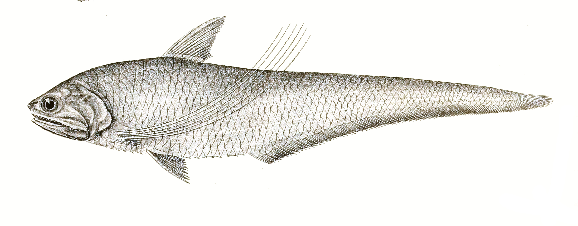 Coilia ramcarati (Coilia ramcarati) |commons:File:Coilia ramcarati Achilles 159.jpg