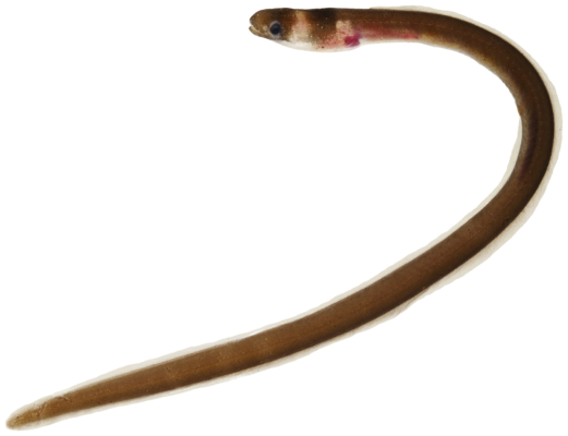 Collared Eel (Kaupichthys nuchalis) |commons:File:Kaupichthys nuchalis - pone.0010676.g020.png